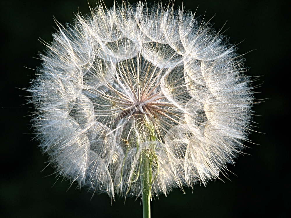 17116260707_218c27c80e_oDandelionFull