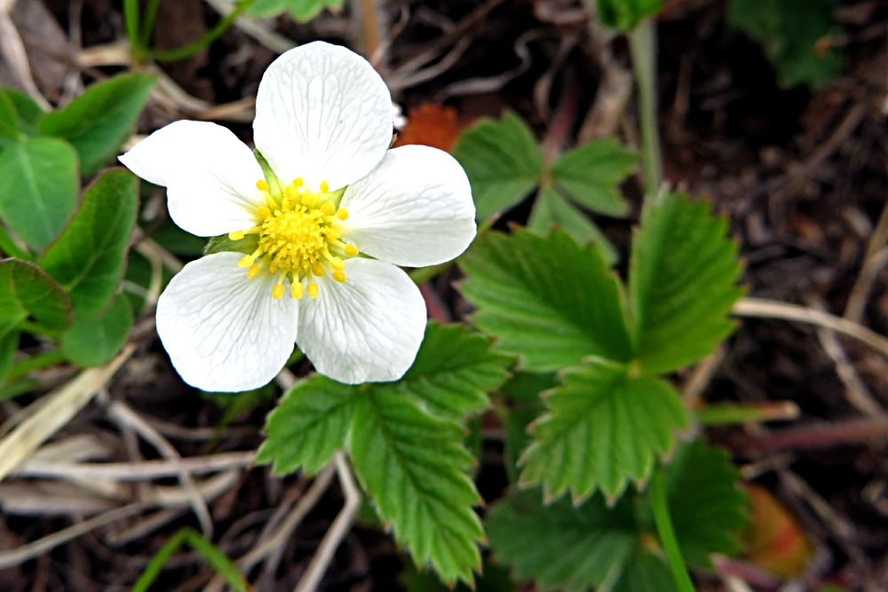 17323386852_71199842f4_oStrawberry