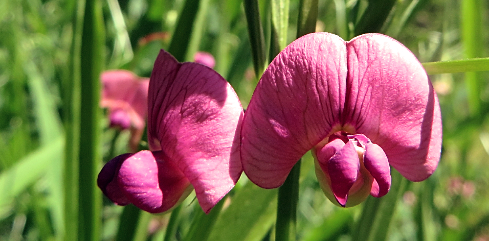 18493268120_f5b812b859_oSweetPeas