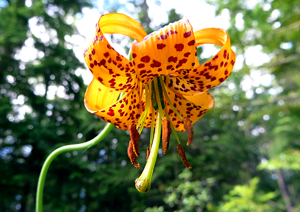 18841395655_2e576bf449_oTigerLily