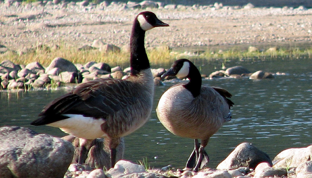 25000217145_483f577c57_b