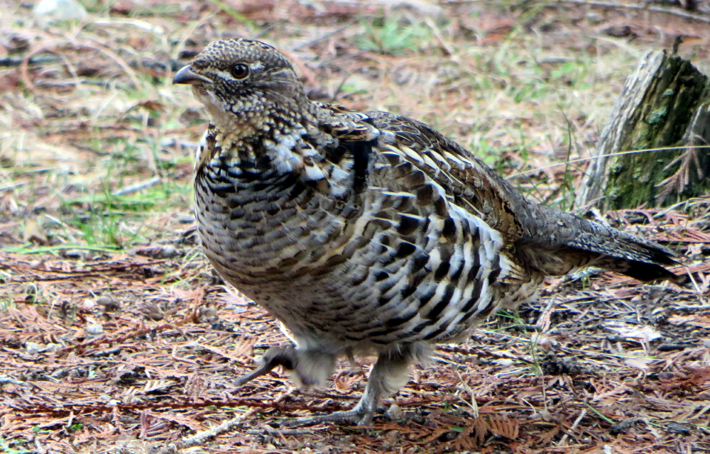 25736397830_79e3ccd63c_oGrouse