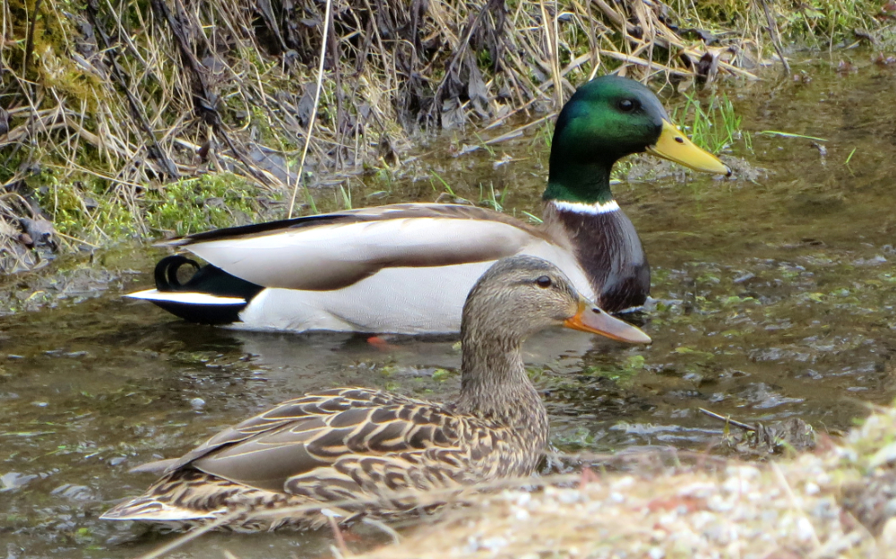 33711097632_6eac4dae5c_oMallards