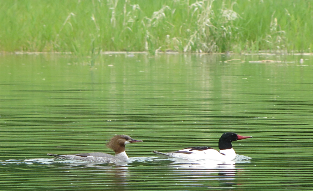 34310771114_a86bb9f33a_oMergenser