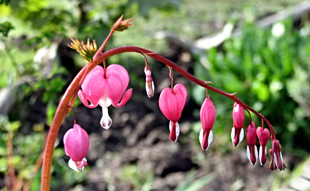 27539252482_0a1e5e9880_o