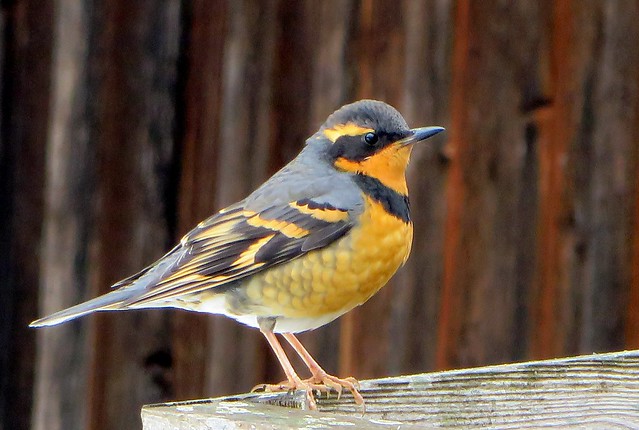 22989035365_425dbae40b_z (1)