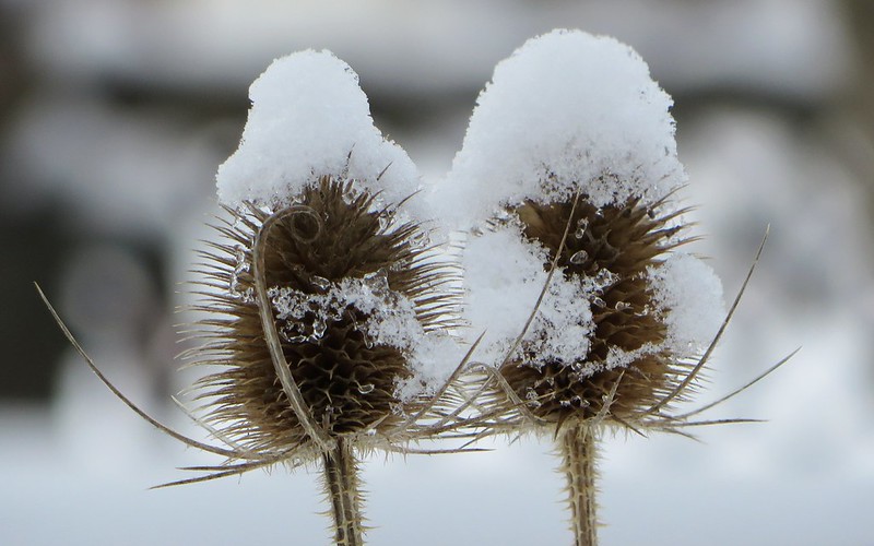 23222145950_d43282ddde_c