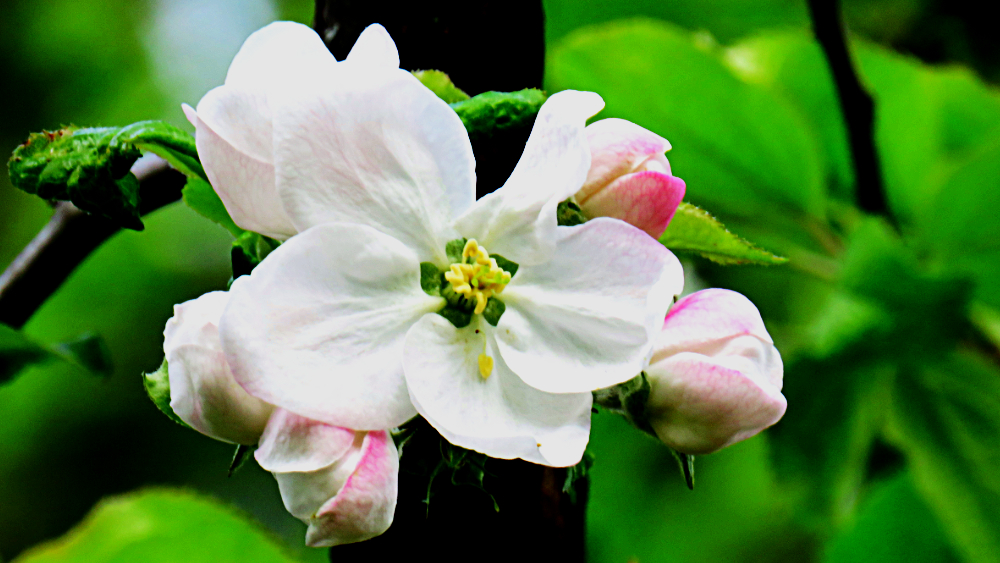 Apple Blossom