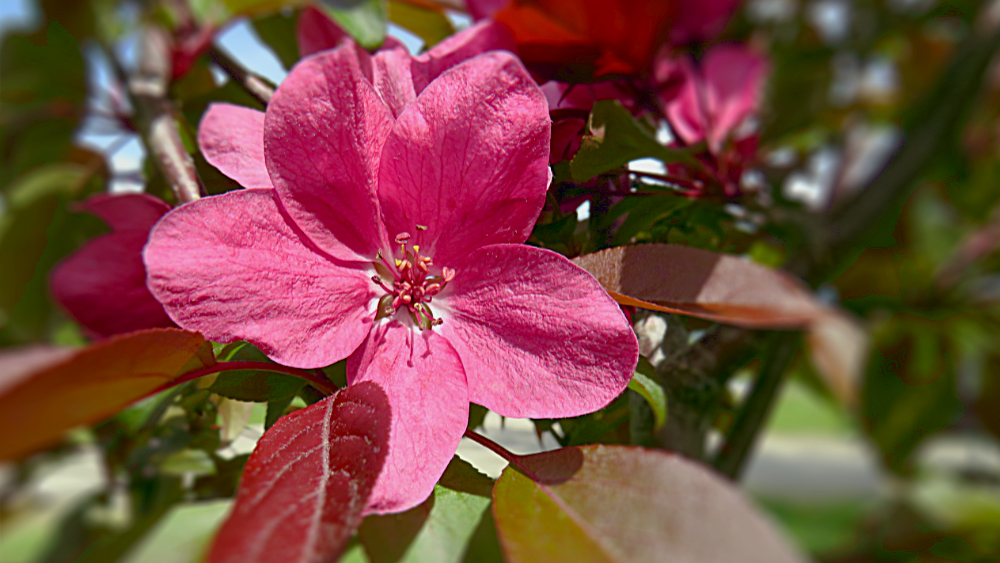 Crab Apple Blossom